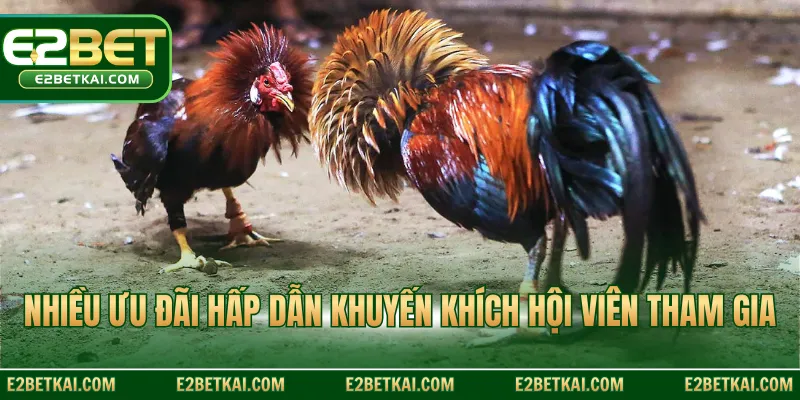 Nhiều ưu đãi hấp dẫn khuyến khích hội viên tham gia